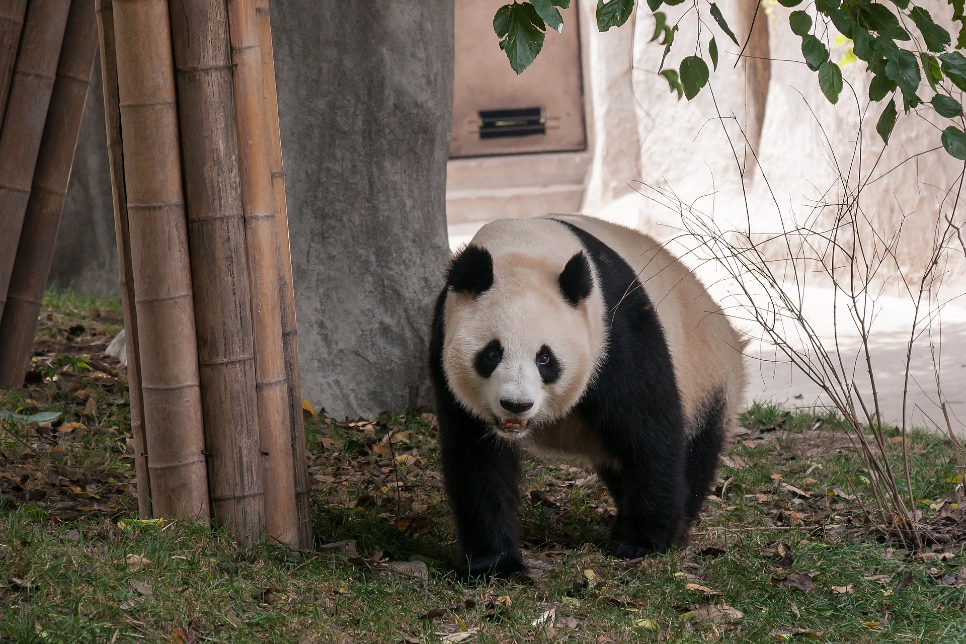 Chengdu Giant Panda Breeding Base